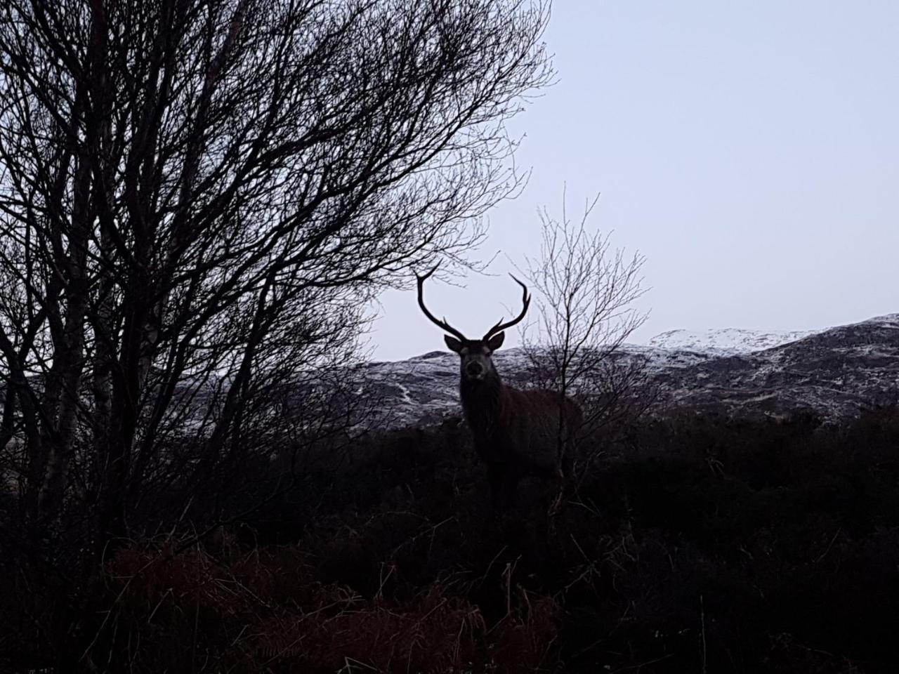 Newton Lodge Lairg Exteriér fotografie